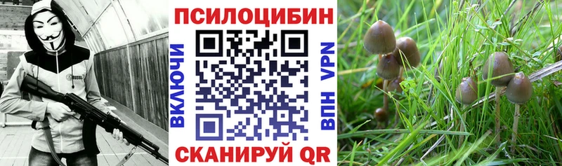 где найти   Копейск  Псилоцибиновые грибы Cubensis 